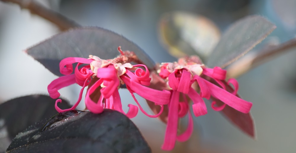 Connaissez vous le loropetalum ?