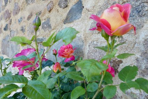 Symphonie en roses !