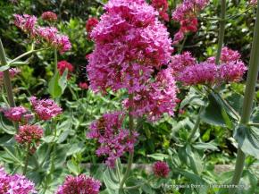 Le centranthe rouge 