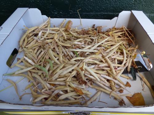 Récoltes de fin d'été...