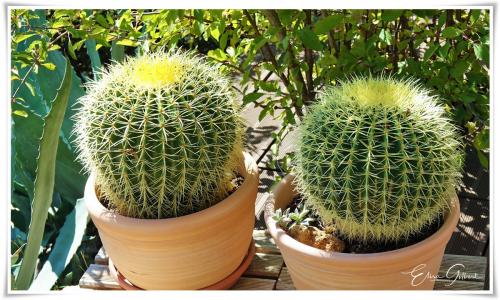 Cactées et Succulentes