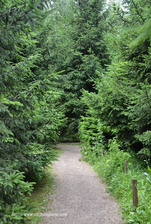 Jardins Albert Kahn : La Forêt Vosgienne