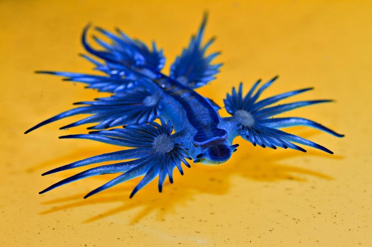 Le dragon bleu des mers