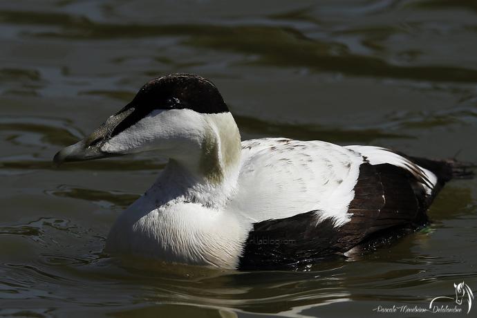 Eider à duvet