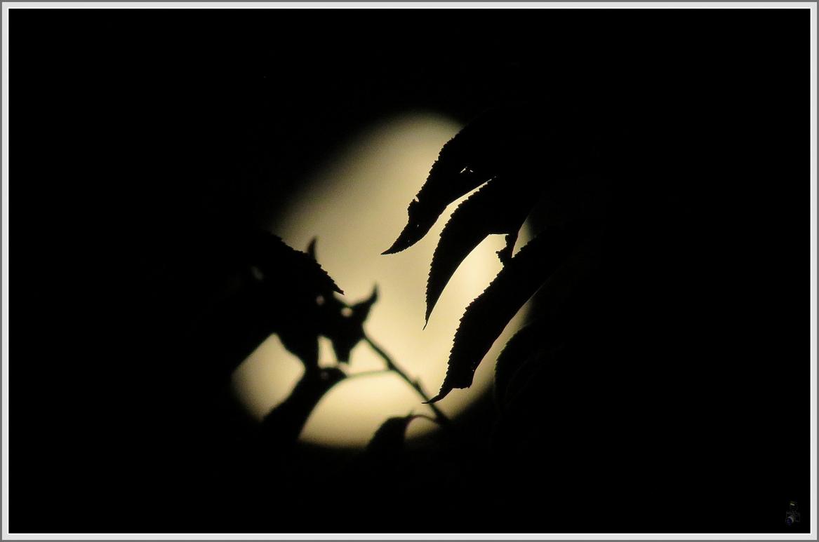 JUSTE UN PETIT COUP DE LUNE