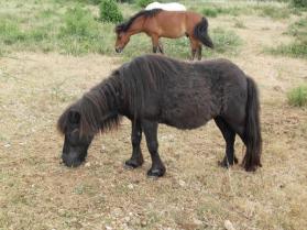 Pupuce, l’ancêtre du poney club : 33 ans !