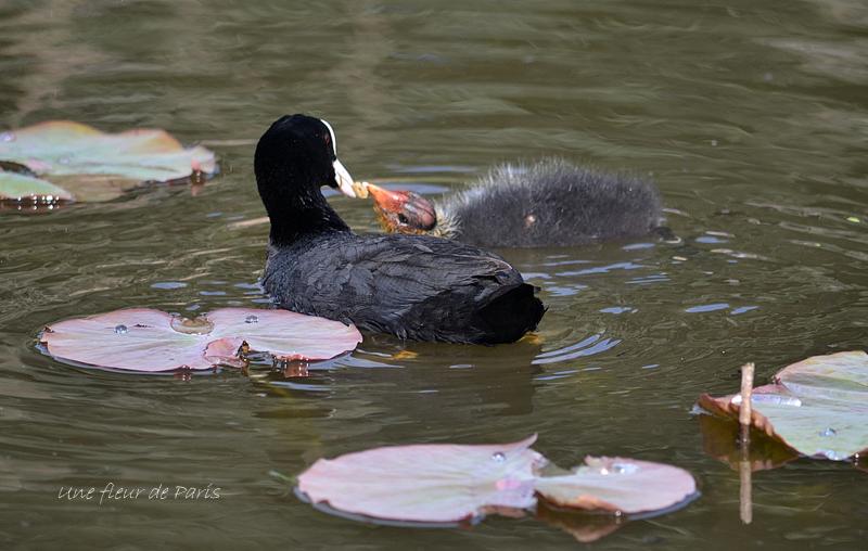 Parc Floral de Paris : Naissances de petits Foulques !