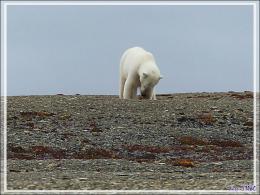 Dernière série avec cet ours on ne peut plus photogénique ! (Polar bear) - Creswell Bay - Somerset Island - Nunavut - Canada