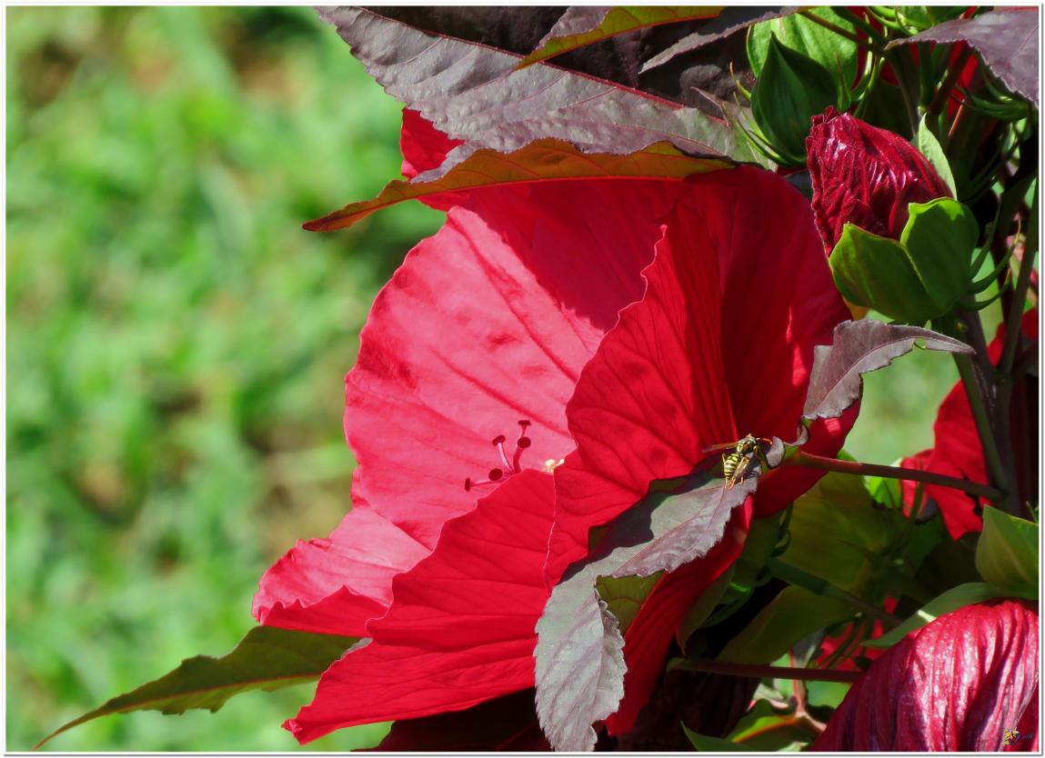 ENCORE ...Hibiscus géant rouge