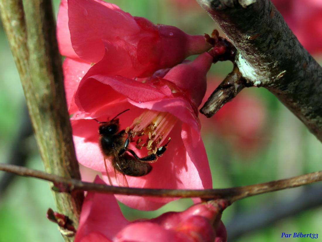abeille sur cognassier ...