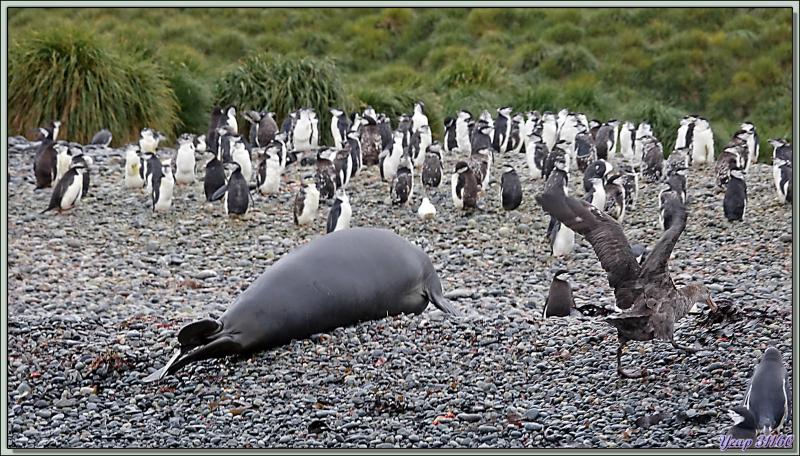 La faune de Cooper Bay : Manchots à jugulaire et papous, Éléphants de mer, Otaries, Pétrels, Labbes, Chionis blancs ... - Géorgie du Sud