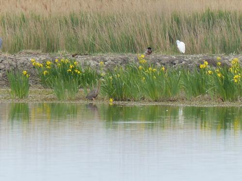 Oiseaux de Camargue