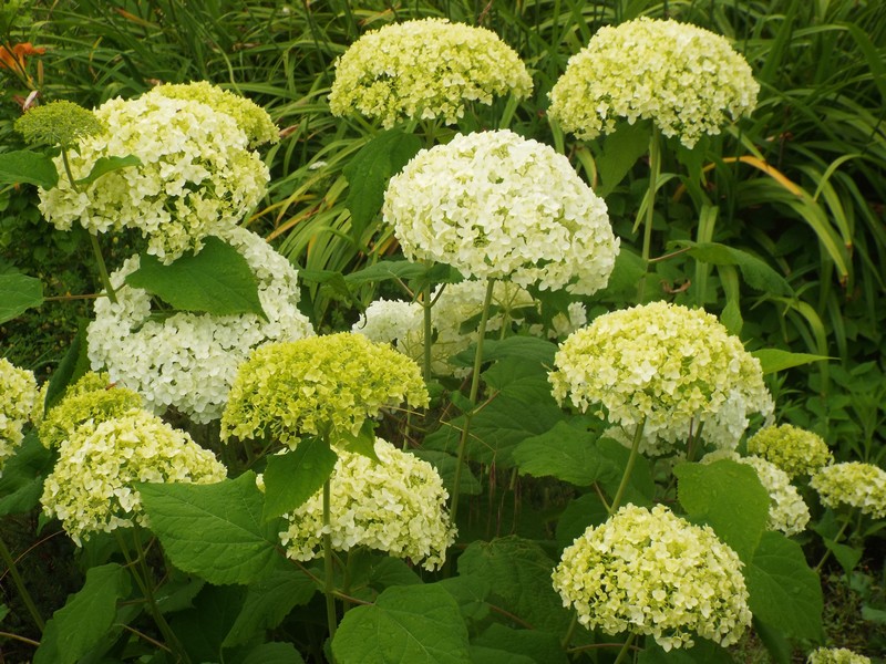 Hortensias ...