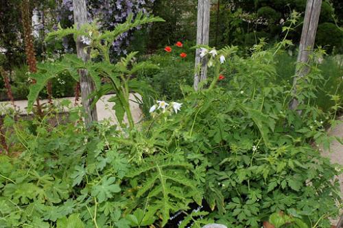 Fleurs cultivées : Morelle de Balbis