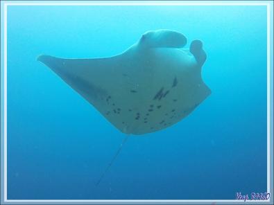 Raies mantas de récif ou Raies mantas d'Alfred, Reef manta rays (Manta alfredi) - Moofushi - Atoll d'Ari - Maldives