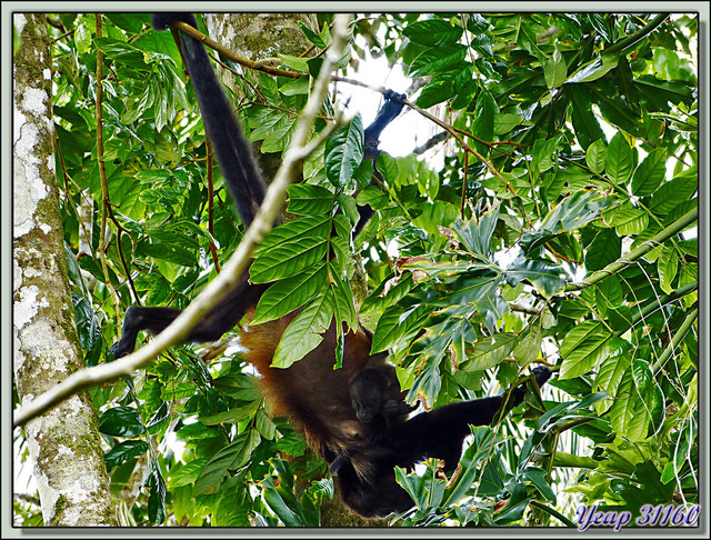 Blog de images-du-pays-des-ours : Images du Pays des Ours (et d'ailleurs ...), Singes Hurleurs: trapèze! - Parc National de Cahuita - Puerto Viejo de Talamanca - Costa Rica
