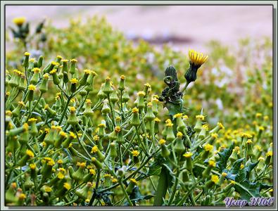 Trois plantes qui changent du tussock et de l'herbe bleue! - New Island - Falkland Islands, Iles Malouines, Islas Malvinas