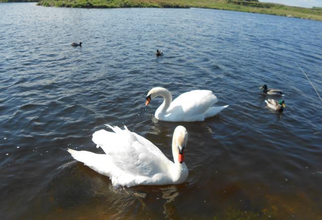 Comment apprivoiser un couple de cygnes !