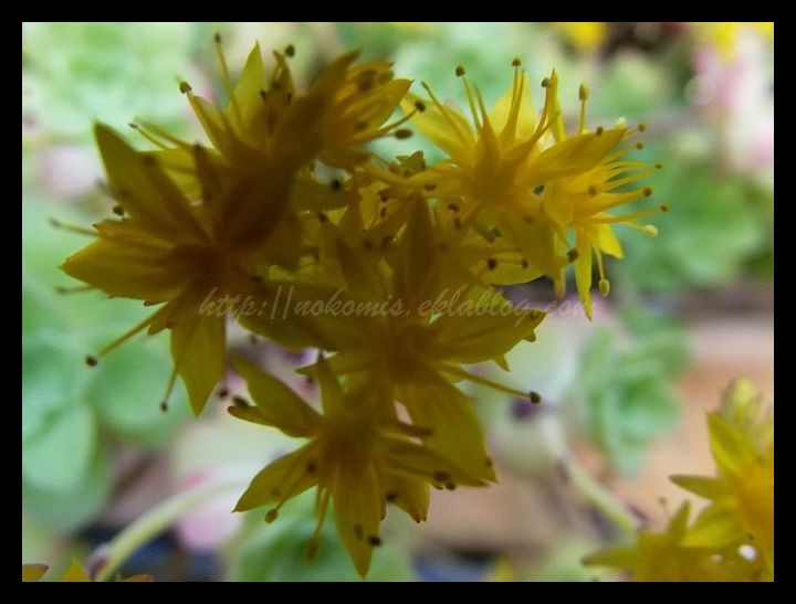 Mes compagnons au fil du temps