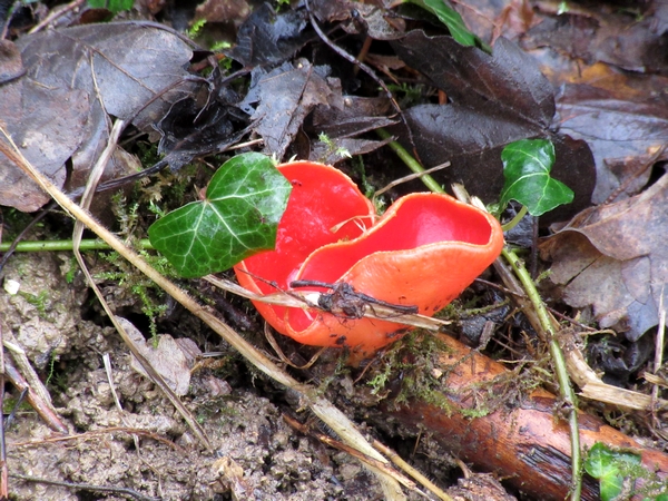 Une belle sortie de la Société Mycologique au bord de l'étang de Marcenay, à la recherche de pézizes et autres beaux champignons