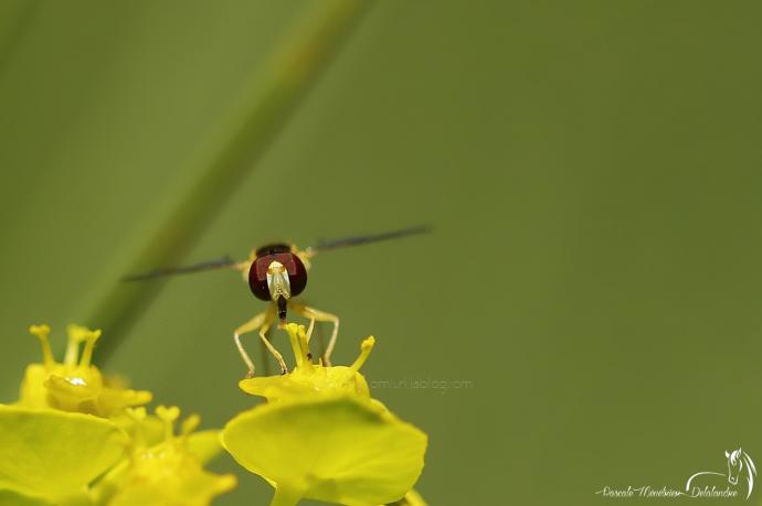 Syrphe porte-plume ♂ (Sphaerophoria scripta)