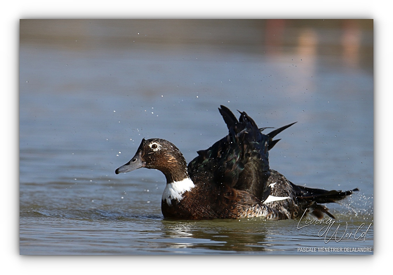 La danse du Canard... hybridé