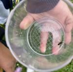 Insectes et petites bêtes