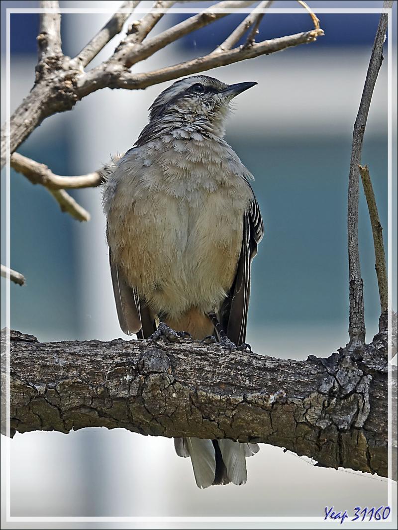 Moqueur plombé, Chalk-browed Mockingbird (Mimus saturninus) - Place de Mai - Buenos Aires - Argentine