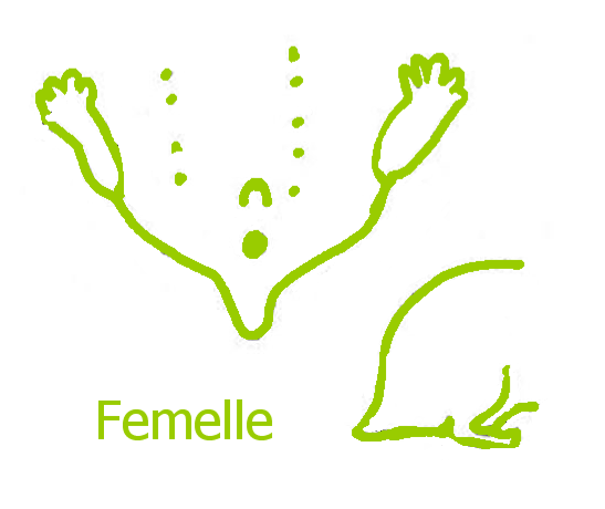 Femelle