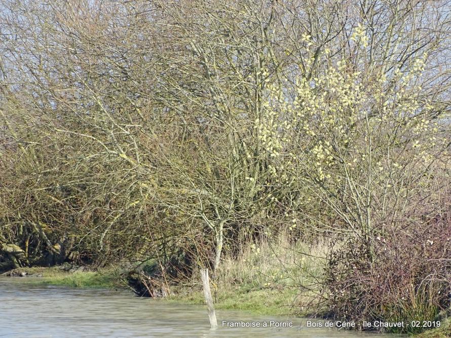 Vendée,  Bois de Céné 