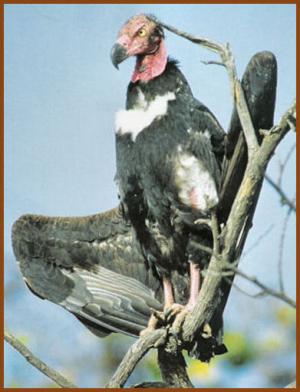 animaux d asie