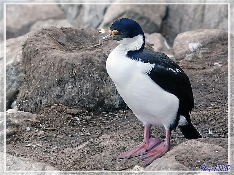 Cormoran impérial, Imperial Shag (Leucocarbo atriceps) - Coffin's Harbour - New Island - Falkland (Malouines, Malvinas) - Grande-Bretagne