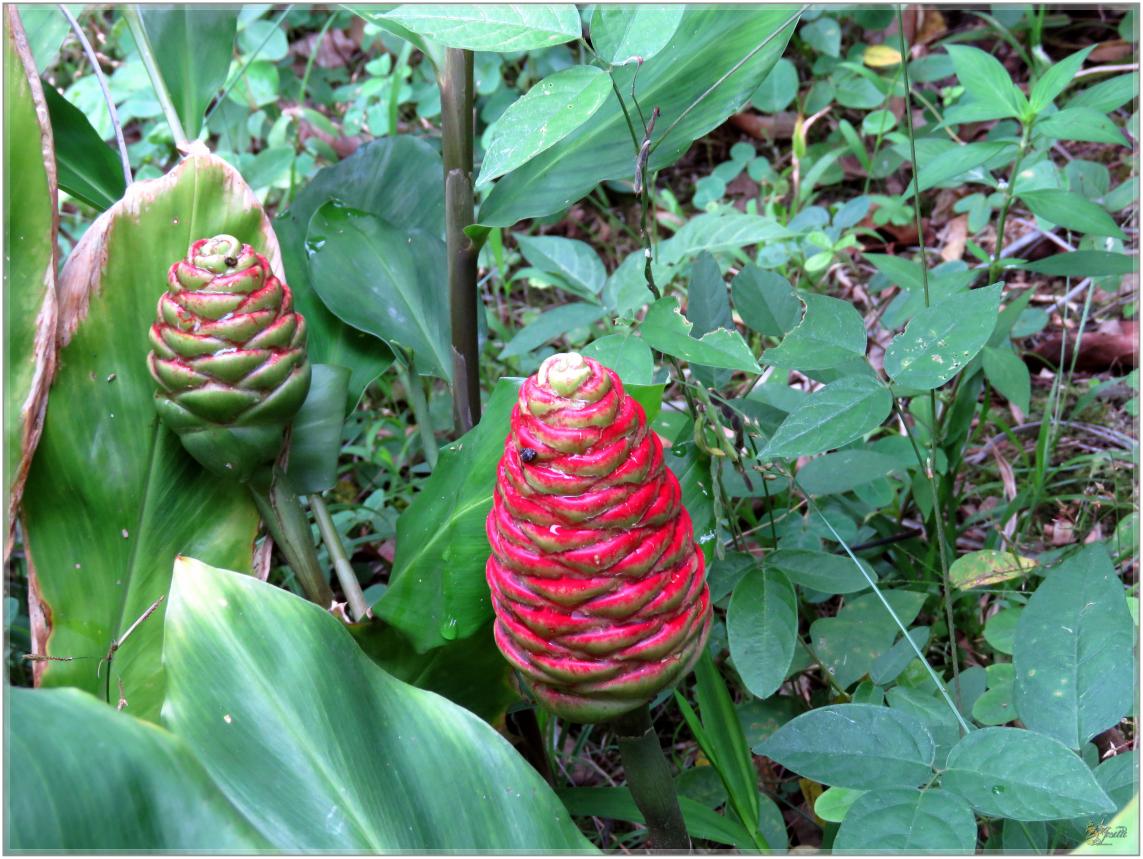 FLEURS  VENUS  D'AILLEURS 