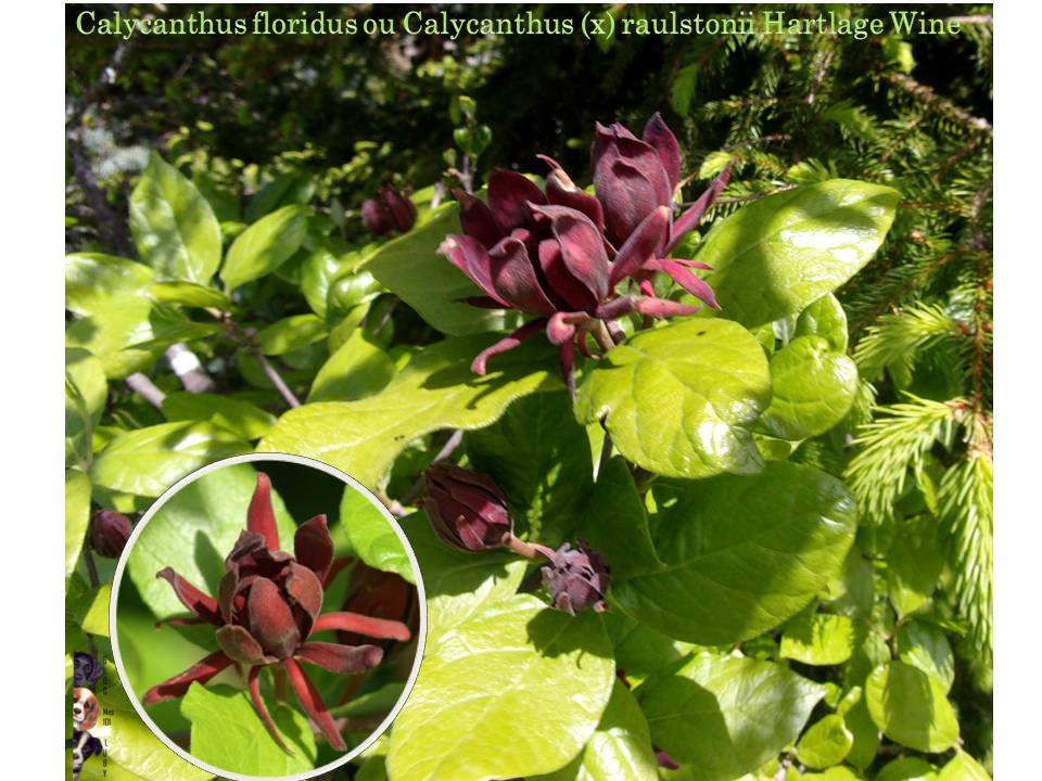 Les premières fleurs de mai 