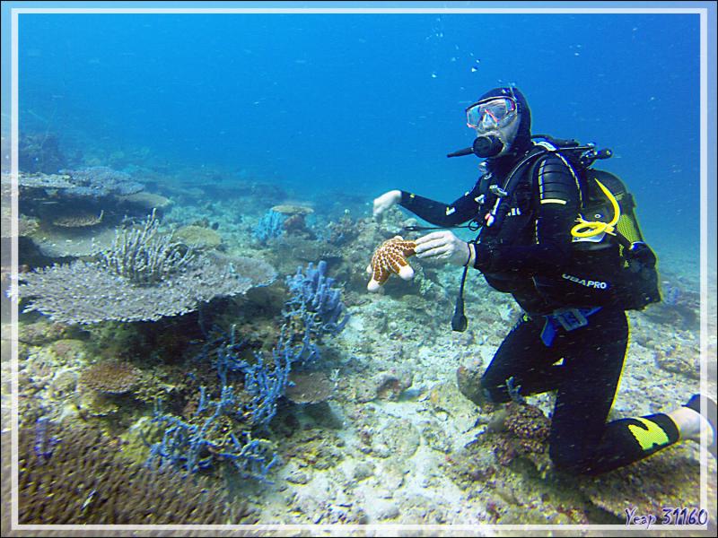 Etoile de mer comète et étoile granuleuse - Nosy Mitsio - Madagascar