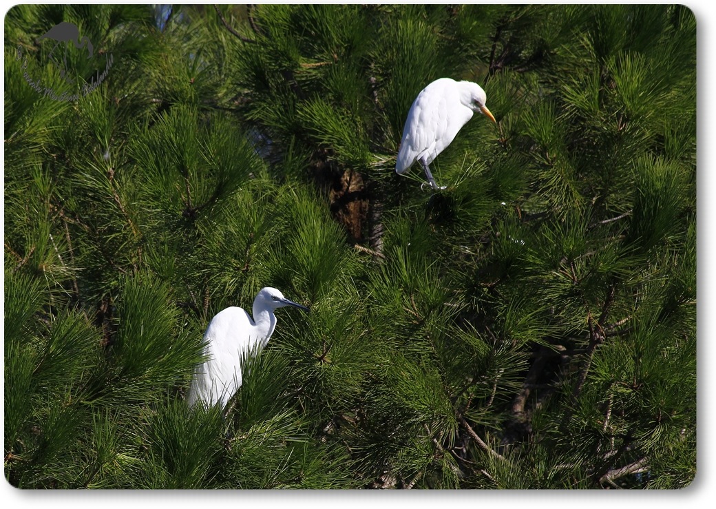 Aigrette Garzette et Héron Garde-boeufs...