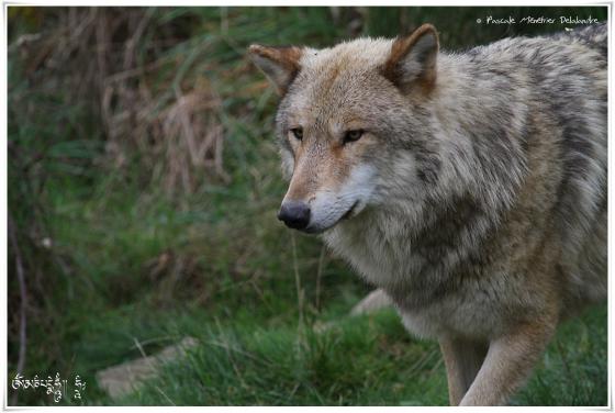 Loup de Mongolie (Canis lupus chanco)