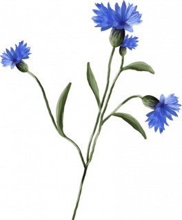 Le bleuet ... fleur du 11 novembre ...