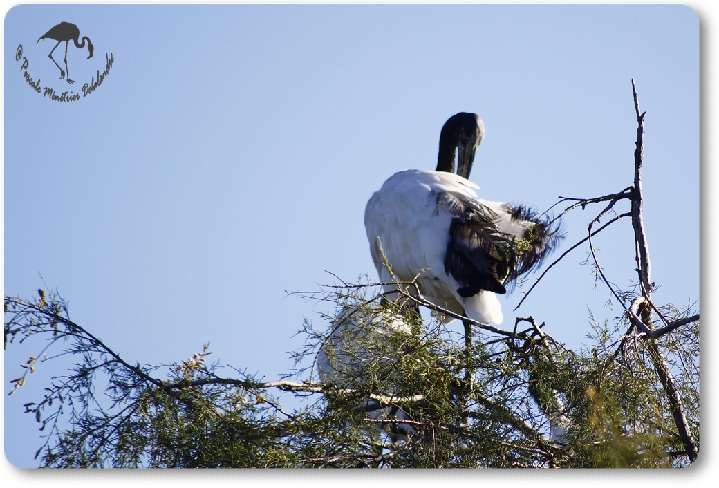 Ibis sacré...
