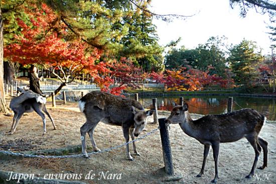 Haîku d'automne