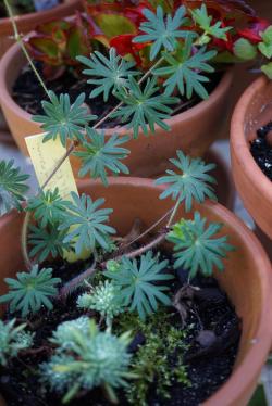 De pot en pot