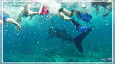 Ma cinquième rencontre avec un Requin-baleine : la seconde période ne fut pas de tout repos ! - Sud de l'atoll d'Ari - Maldives