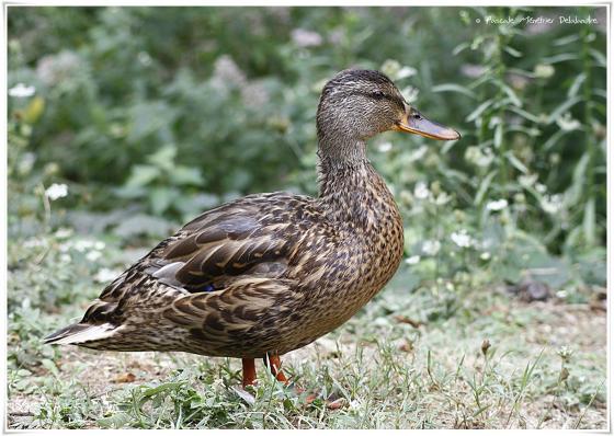 Canard colvert ♀