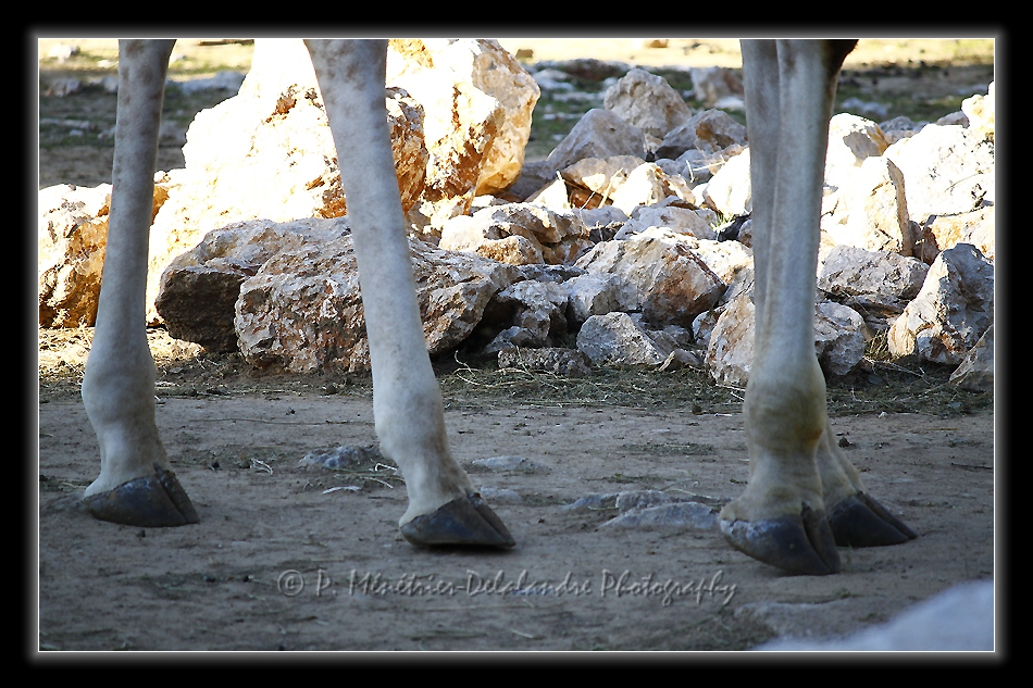 Girafe en Kit...