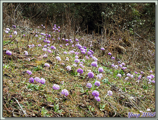 Blog de images-du-pays-des-ours : Images du Pays des Ours (et d'ailleurs ...), Primevère d'Himalaya, Drumstick Primrose (Primula denticulata) - Col de Dochula - Bhutan