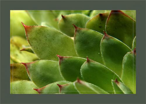 Fleurs cultivées : Joubarbe