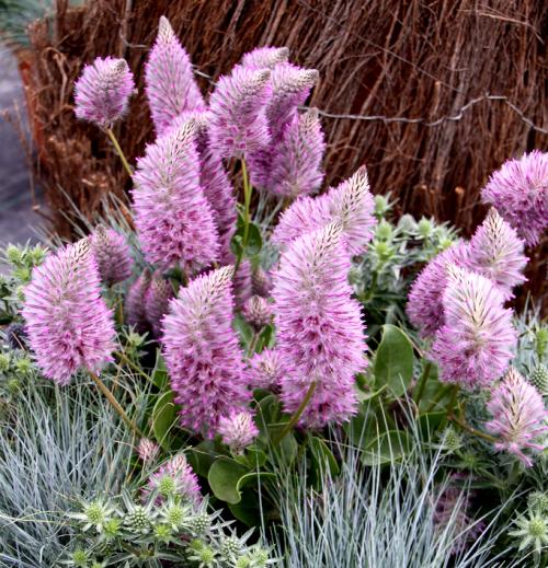 Fleurs cultivées : Ptilotus