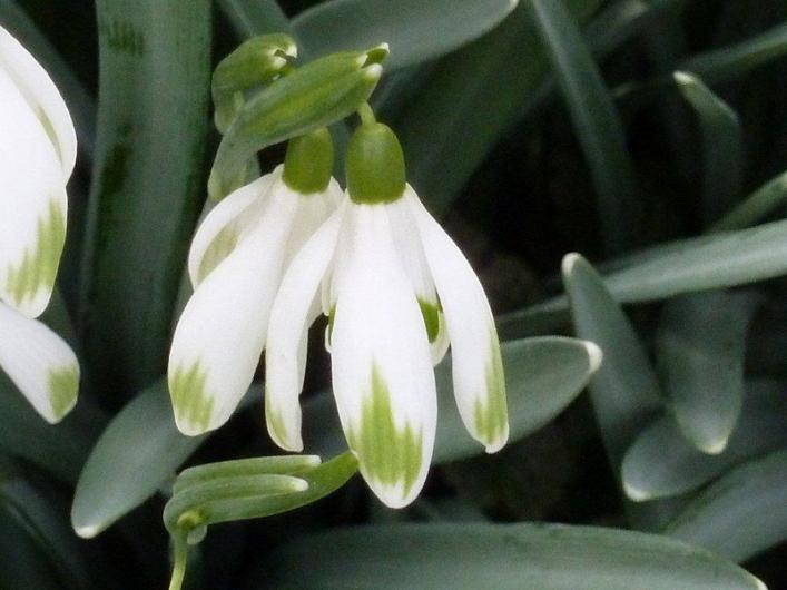 Perce neige ...