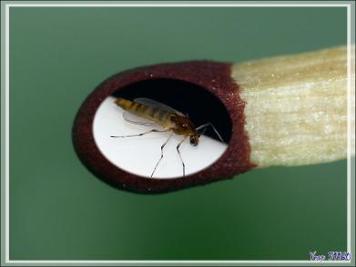 Naissance d'un minuscule diptère sous mes yeux - Lartigau - Milhas - 31
