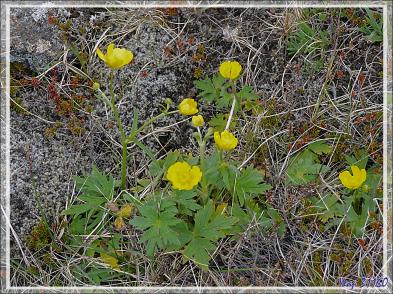 07/06/2023 : Zone géothermique de Gunnuhver et ses sources chaudes, puis Brimketill, belle piscine naturelle crée par les coulées de lave, vue par mer calme - Péninsule de Reykjanes - Islande